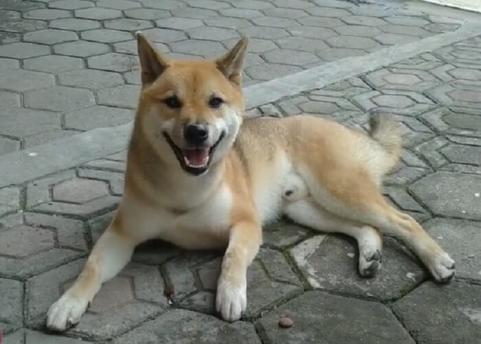 はい出た気まぐれ 飼い主の遊びに穏やかな笑顔で応える柴犬 まさかの秒で飽きた さすがに早すぎだろ 動画 年7月10日 エキサイトニュース