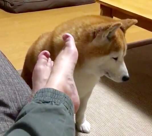 ｼｭﾝ 飼い主の足を舐めた柴犬 自分から舐めたくせにめちゃ後悔中 容赦ない柴犬たちの反応に割と傷つく 動画 年7月11日 エキサイトニュース