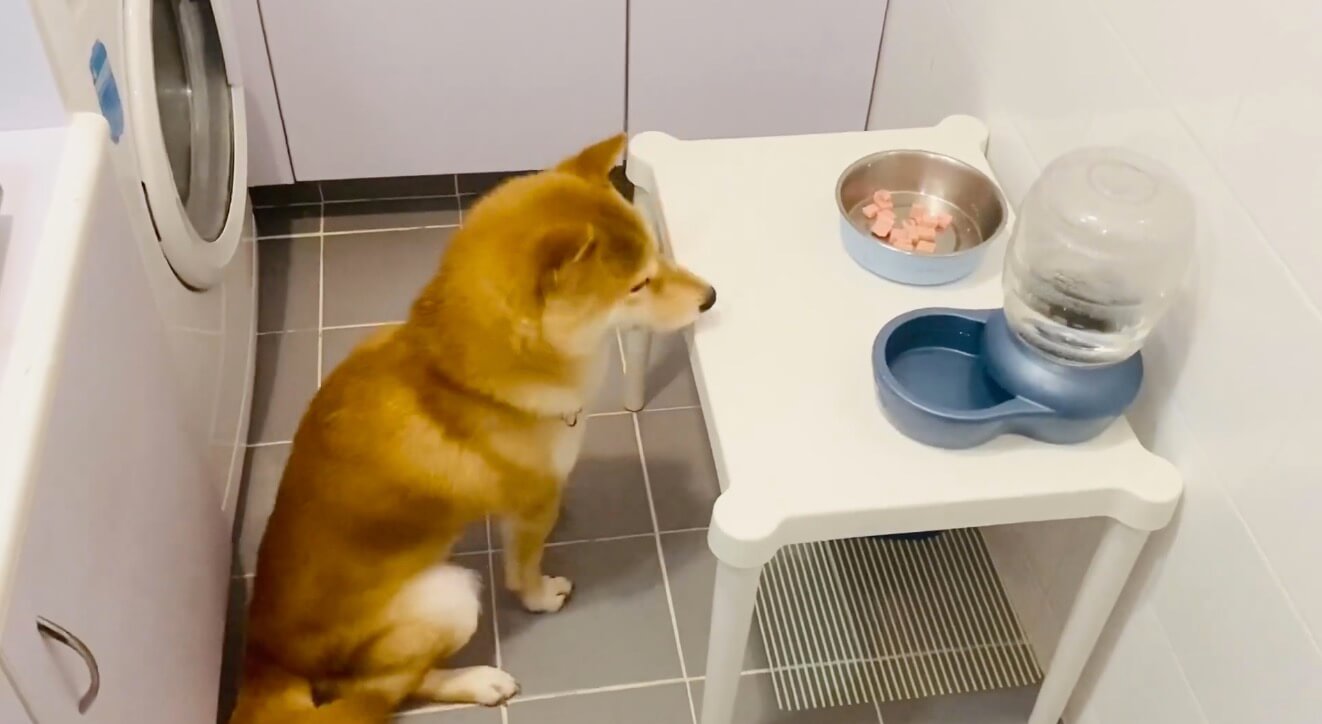 いただきます 食べる前に 感謝を込めてペコリとお祈りを捧げる柴犬がいた 動画 年7月31日 エキサイトニュース