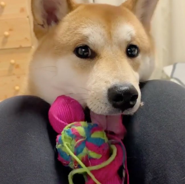 ﾎﾟﾄｯ お気に入りのおもちゃ持参で 遊ぼ と誘ってくる柴犬 そんなの 健気すぎてキュン不可避だろ 動画 年8月1日 エキサイトニュース