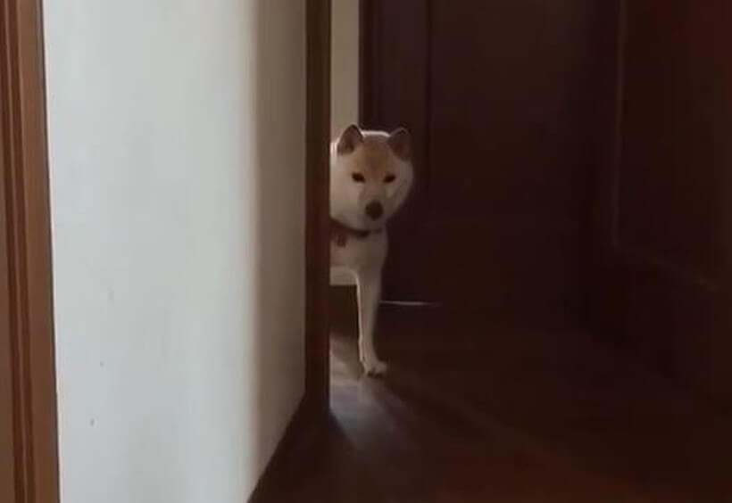 ぬぅ 起き上がることもせず 無言の圧で散歩拒否をする柴犬 ちょい横着だが 可愛い 動画 年8月7日 エキサイトニュース