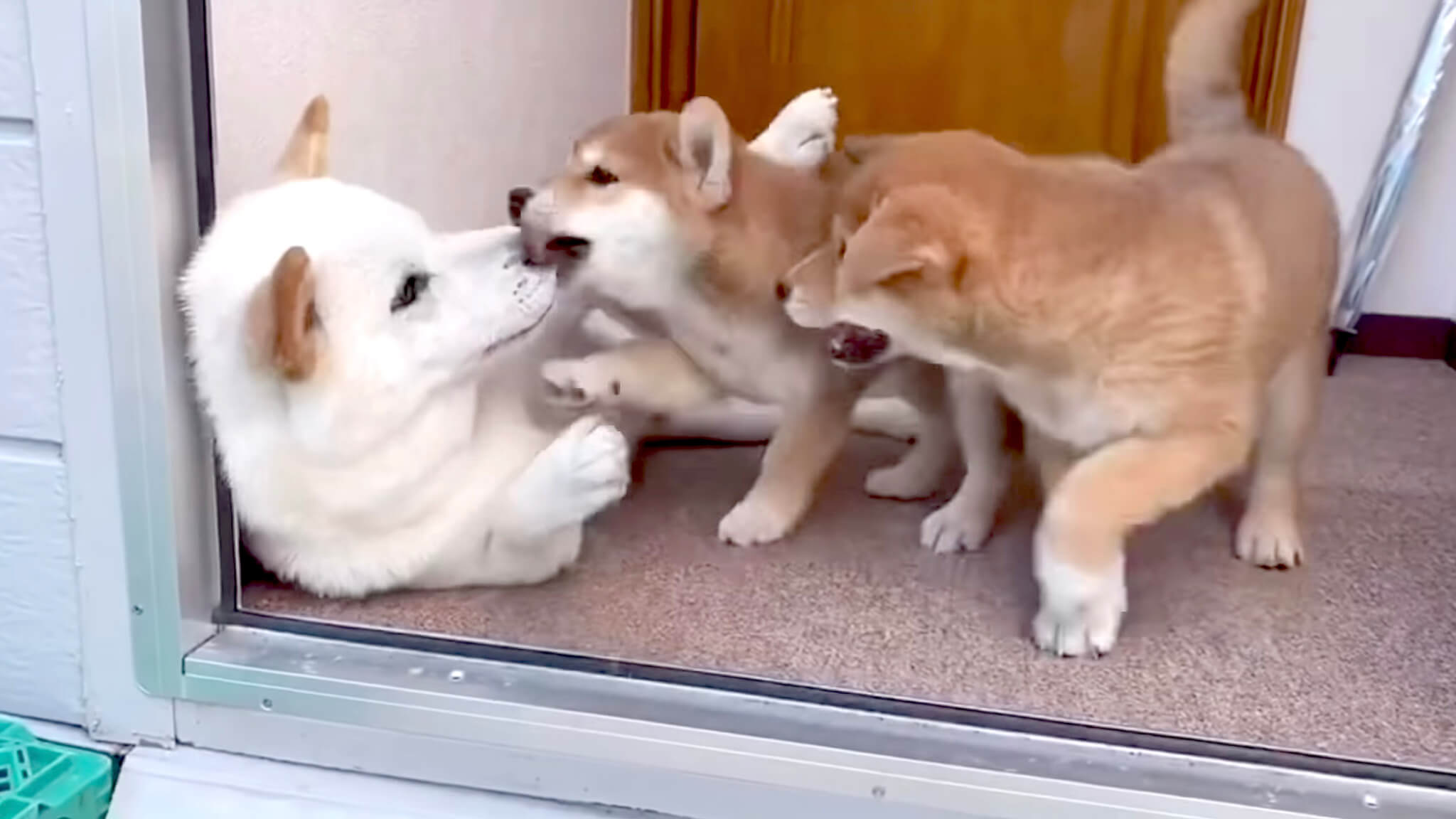 ちょ 待ちなさい やんちゃすぎる我が子にタジタジの新米柴犬パパ 少しずつ子育てが上手になる姿に感動 動画 年8月22日 エキサイトニュース