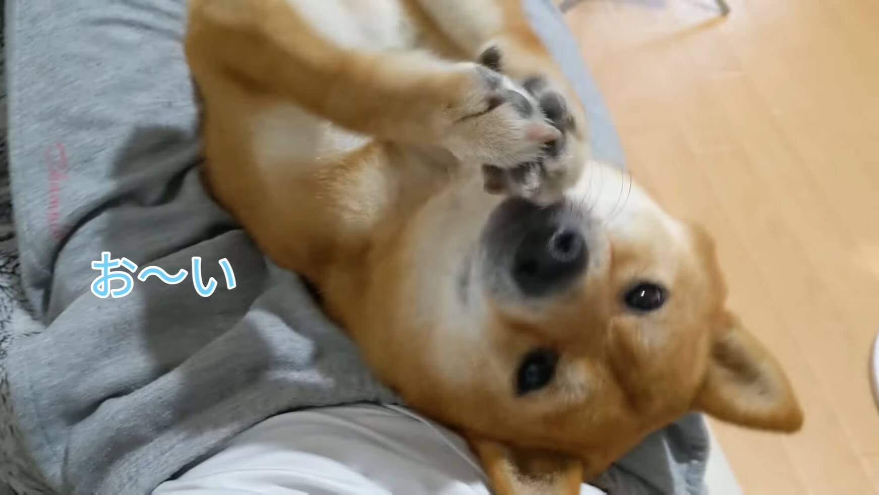 ｱｸﾞｱｸﾞ 机の下でこっそり ヒジはむはむ していた柴犬 もう 変な声出そうなほどに可愛かったのですが 動画 年9月12日 エキサイトニュース