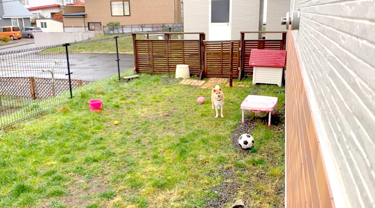 引っ張らないでください 帰りたくないから 自らの手 でリードを押さえた柴犬 やたらとスマートな拒否だな 動画 年9月29日 エキサイトニュース