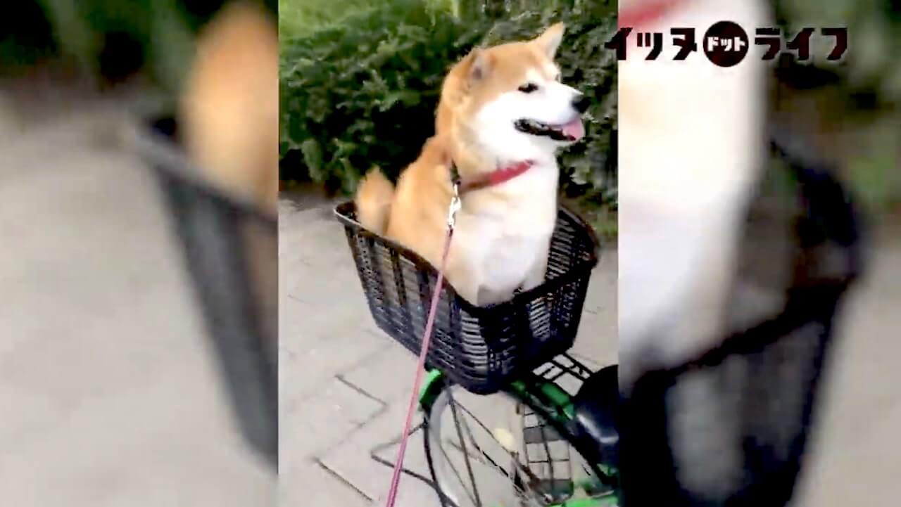 ｷﾘｯ まるで往年の定位置かのように 初めて乗った自転車カゴをお気に召した柴犬 試しに どころか定位置確定 動画 年10月12日 エキサイトニュース