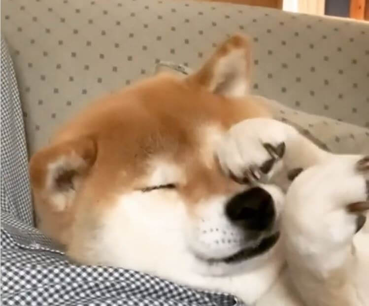 ｺｼｺｼ まだ眠い柴犬が おめめをこすって オハヨ って ちょっともう 狂おしいほどに神可愛い 動画 年10月17日 エキサイトニュース