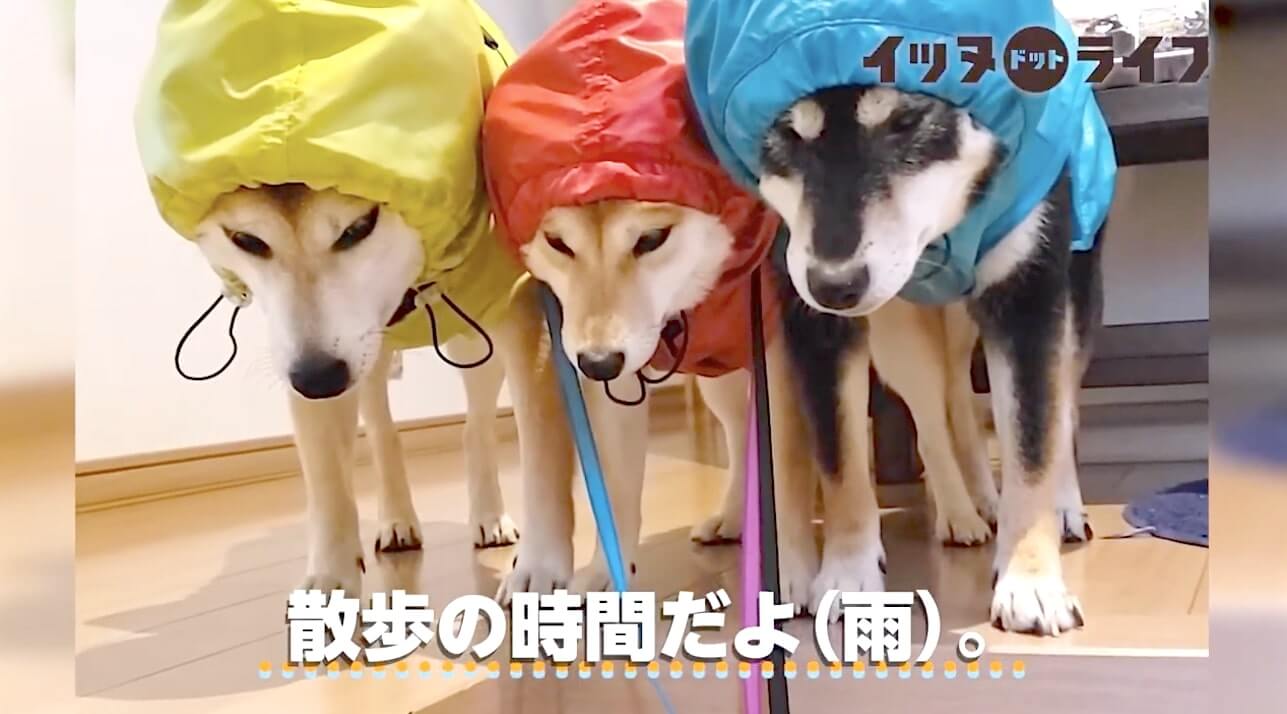 どよ ん 雨合羽を着ていざお散歩 な気分にはなれなかった柴犬達の悲壮感が ただならぬレベルだった 動画 年10月19日 エキサイトニュース