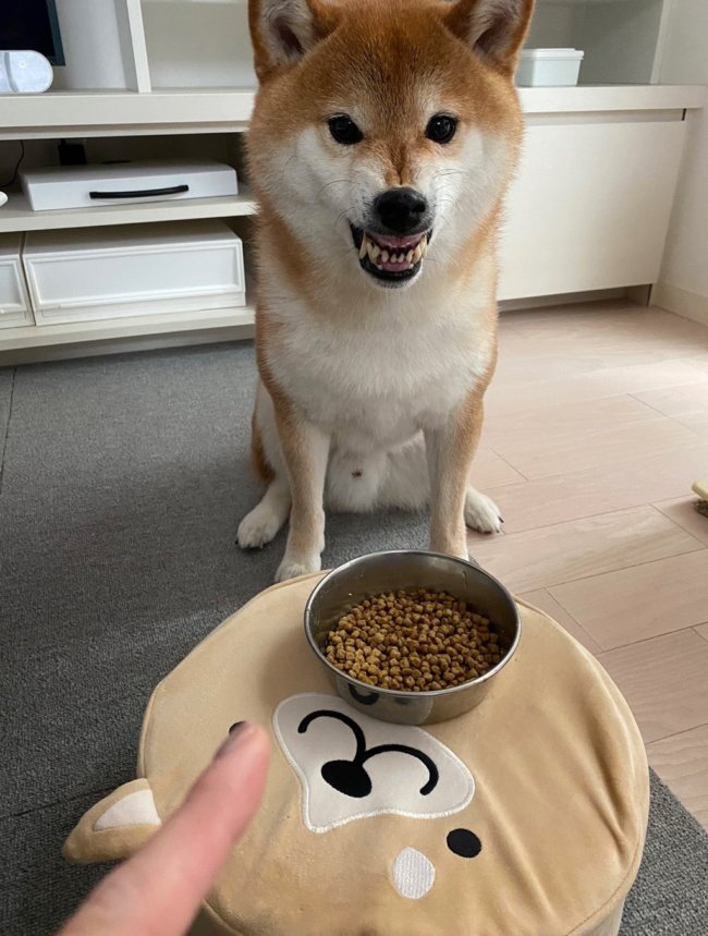 今食べるし 怒 ご飯を前に全然食べ始めない柴犬 冗談で ちょうだい と言ったら鬼の形相で拒否られた 動画あり 年10月25日 エキサイトニュース