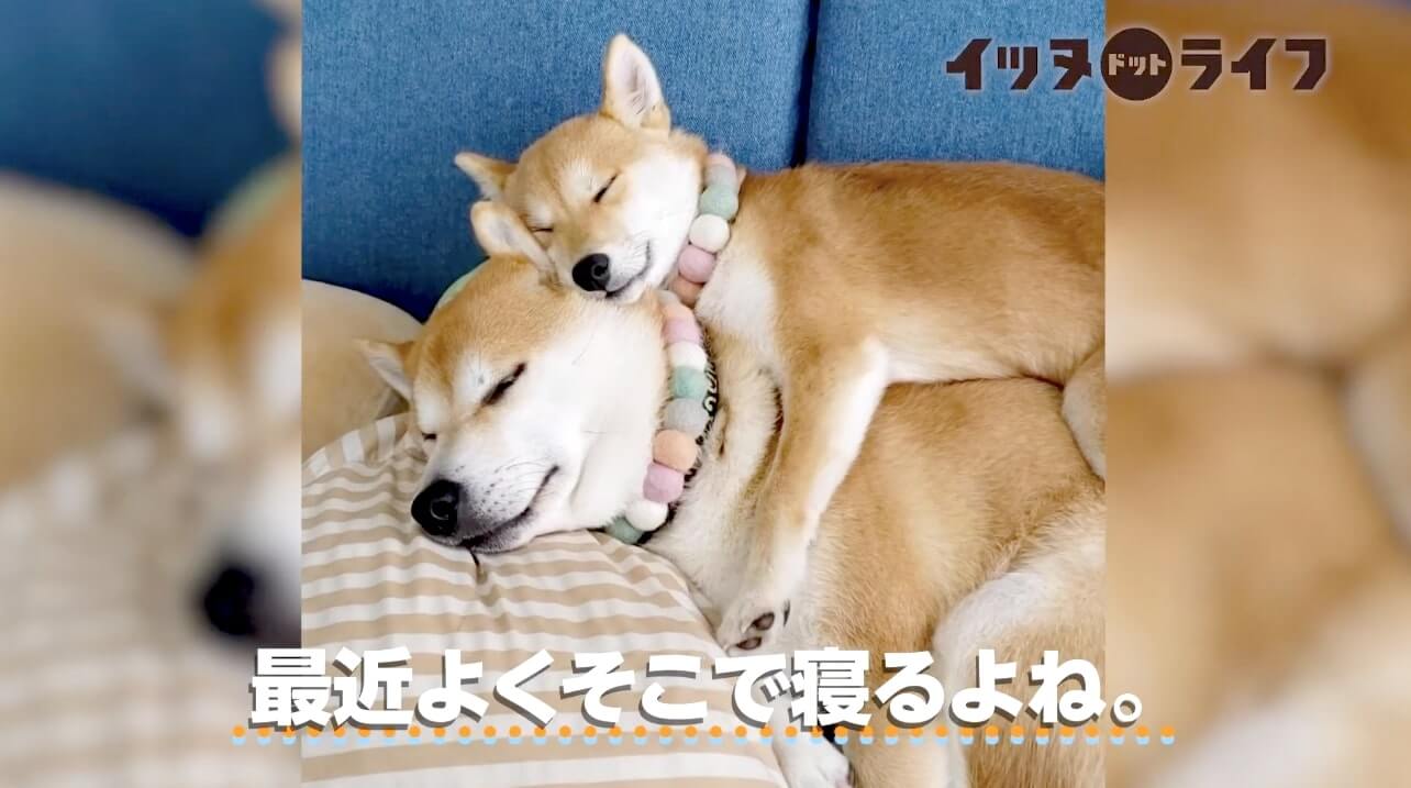 姉柴の上にゴロンと寝転がって ハグするように眠る妹柴犬 寝顔も仕草も心も全部 尊いが過ぎるだろ 動画 年10月29日 エキサイトニュース