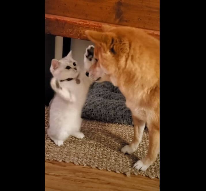 会うと必ずパンチしてくる猫と 決して反撃せず見守る柴犬 このホッコリ風景は 堪らないものがあるよ 動画 年11月4日 エキサイトニュース