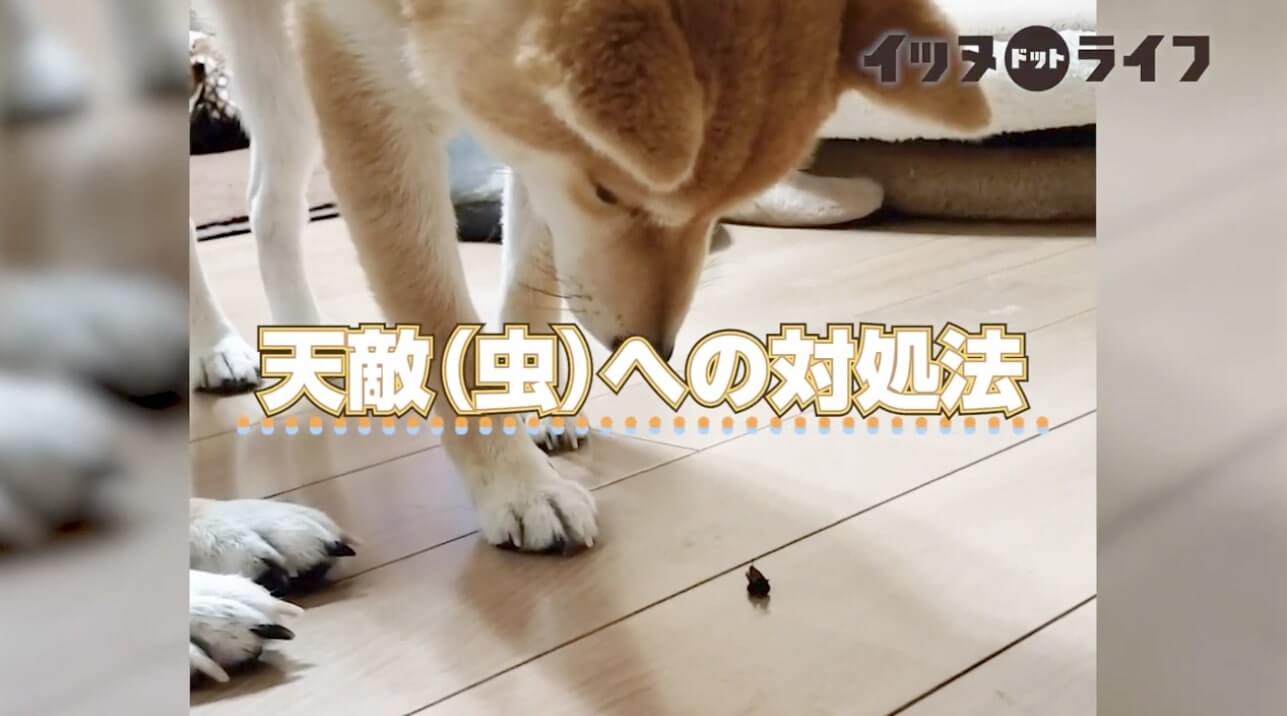 お部屋に小さな虫が侵入 見つけた柴犬がもちろん仕留め るどころか緊張して固まってた 動画 年11月9日 エキサイトニュース 2 3