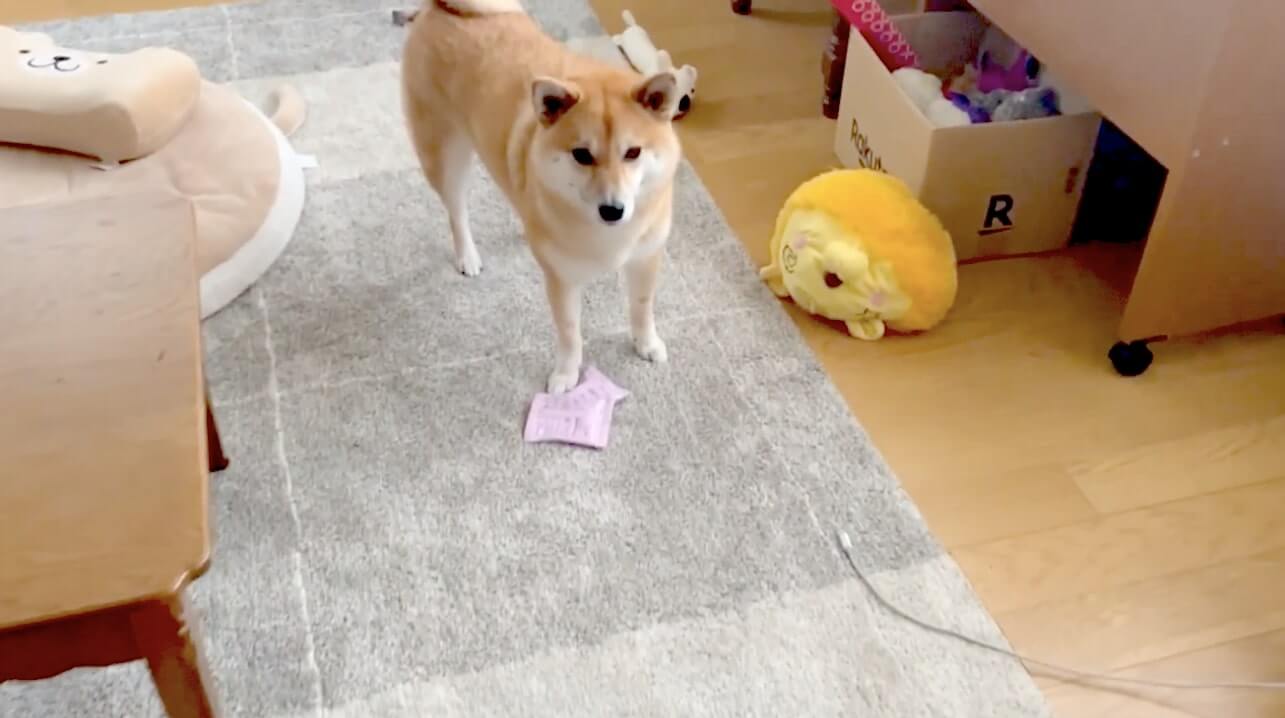 おやつを貰ったらマイハウス直行 こっそり隠れて食べる柴犬 誰も取らないし尻が丸見えだし 無事萌え死 動画 年11月17日 エキサイトニュース