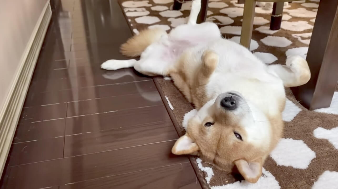 鼻血注意 暖をとるべくストーブの前に大集合な柴犬 今年も遂に寒がり始めたようだが 早速ヤバイ光景きたぞ 動画 年11月18日 エキサイトニュース