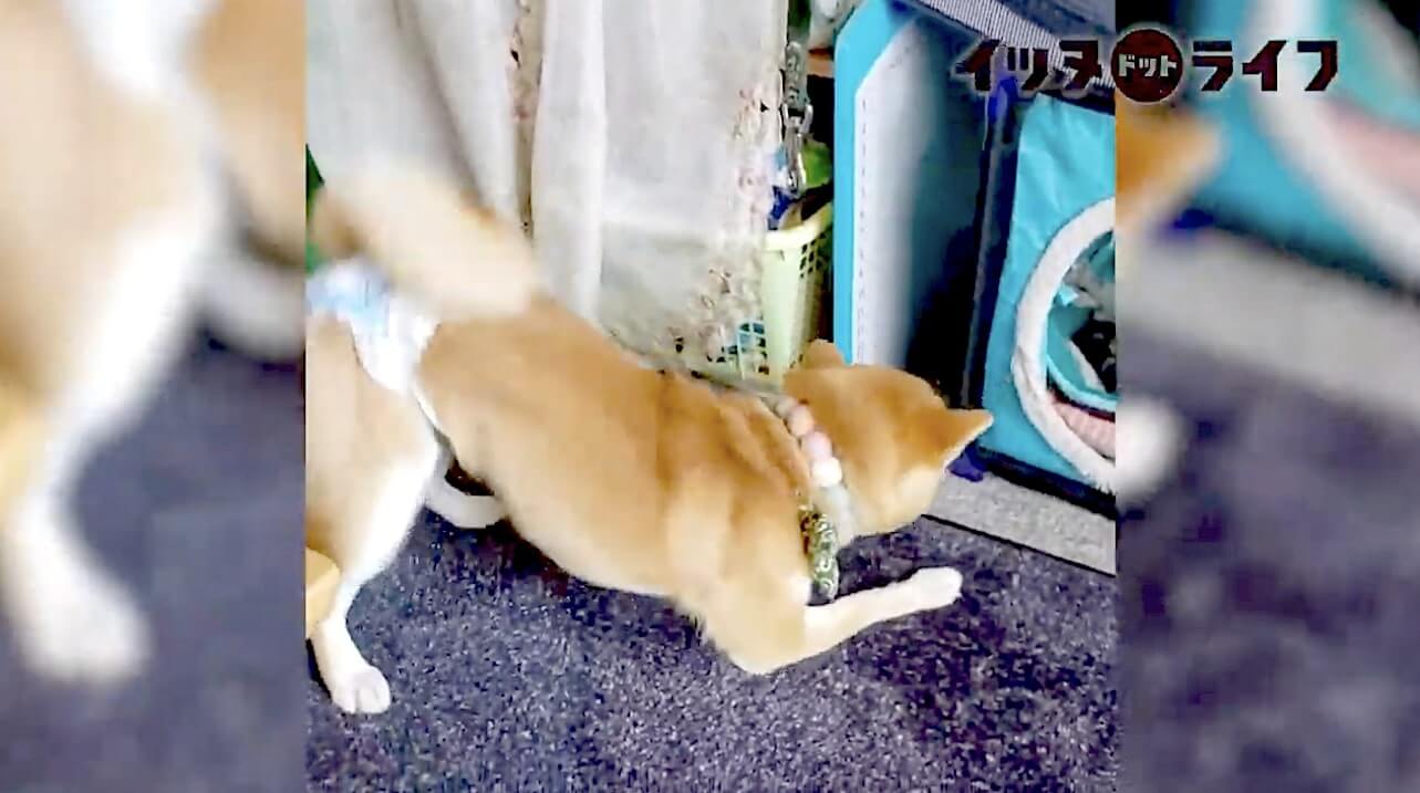 猫と遊びたくて本気でケンカを売るも 一切相手にされなかった柴犬 もう飽きたし 的に去る姿が切なすぎた 動画 年11月28日 エキサイトニュース