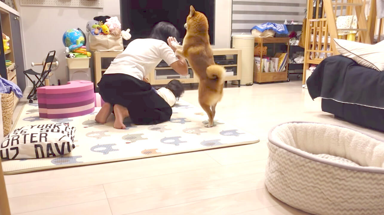 コラ ママやめなさい 子供をあやす姿をケンカだと勘違い すかさずやってきて必死で止めた柴犬の行動に感動 動画 年12月19日 エキサイトニュース