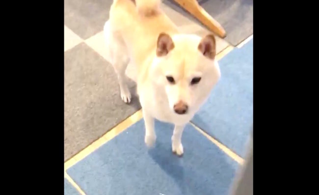 留守番中ど派手にイタズラをし 飼い主の帰宅を素直に喜べず お おか な状態の気まずい柴犬さんがコチラ 動画 21年1月7日 エキサイトニュース