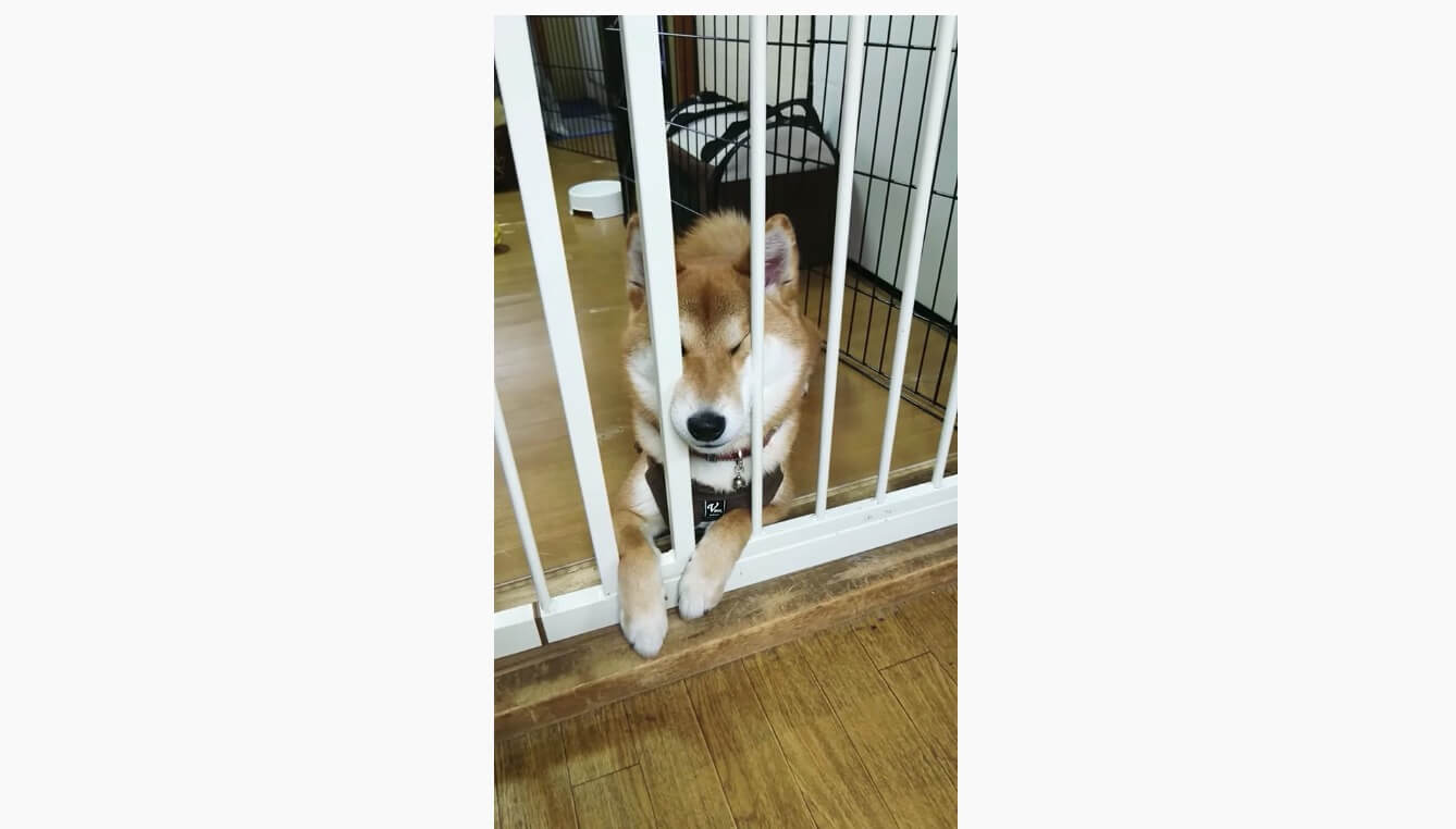 柵に阻まれふてくされ中の柴犬 もはや 可愛いポーズ をググったとしか思えないおカワ仕草でアピってた 動画 21年1月5日 エキサイトニュース