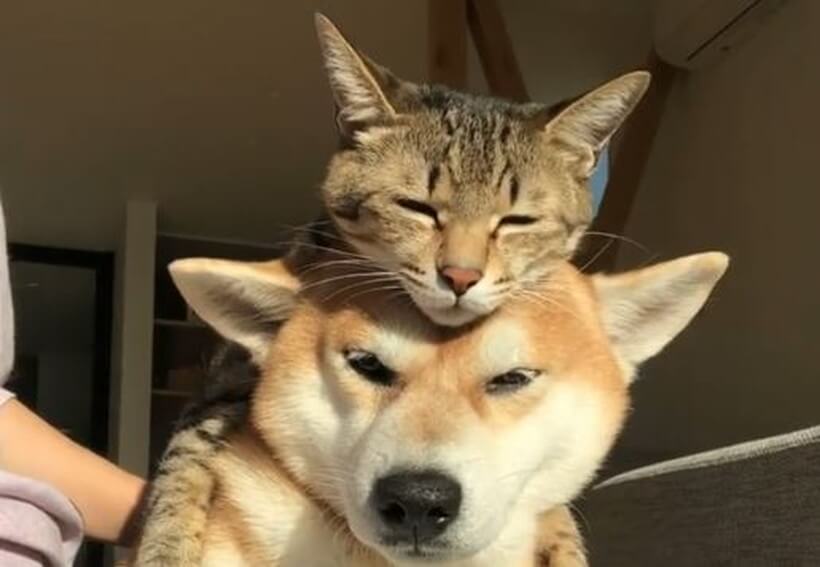 自分の頭の上で寝落ちしそうな猫 それを悟ってか微動だにせず 寝かせてあげる心優しい柴犬にキュンだよ 動画 21年1月6日 エキサイトニュース