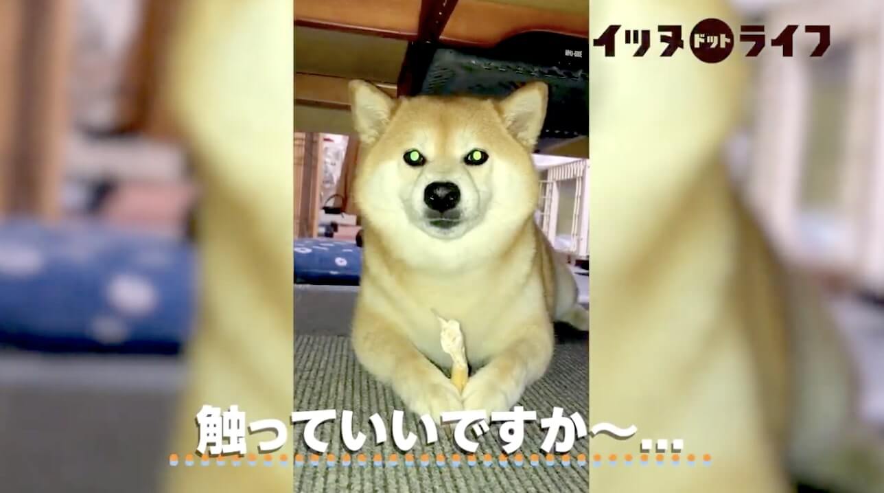 机の下でおやつ満喫中の柴犬 この真顔でわかるだろう 邪魔すんな という感情が この後 無事鬼の形相へ 動画 21年1月9日 エキサイトニュース