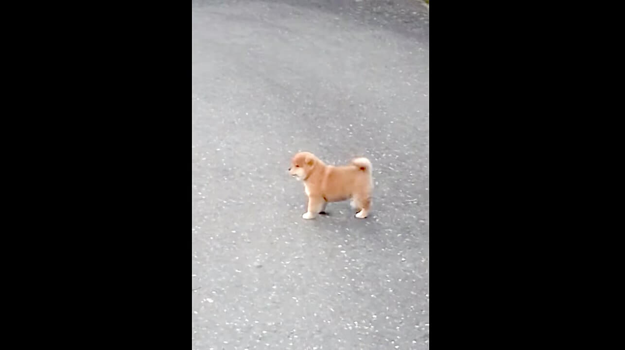 散歩に出かけたママを追いかけるもどんどん遠くに 置いていかれた と呆然と見つめる健気な姿に心が号泣 柴犬動画 21年1月27日 エキサイトニュース
