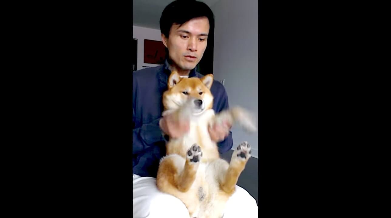 可愛いが強すぎる 柴犬ファンの心を鷲掴みにする 飼い主との社交ダンス たった30秒の動画で鼻血出そうだった 21年1月29日 エキサイトニュース