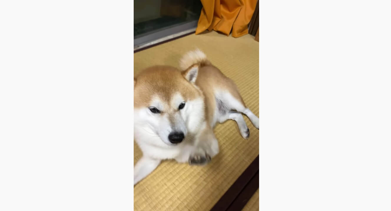 飼い主の扱いに手を焼く柴犬の皆さん いとも簡単に操る方法を動画でレクチャーしますので ご覧ください 21年2月2日 エキサイトニュース 2 2