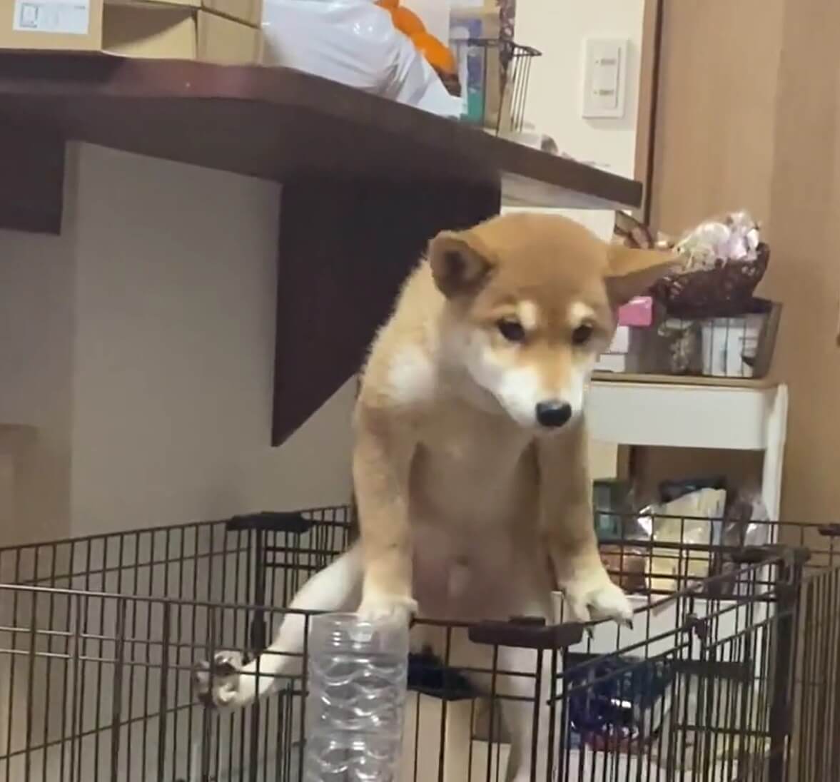 脱走の瞬間バレた ばつが悪そうな柴犬赤ちゃん プルプル踏ん張ってるあんよに強めの哀愁を感じたよ 動画 21年2月9日 エキサイトニュース