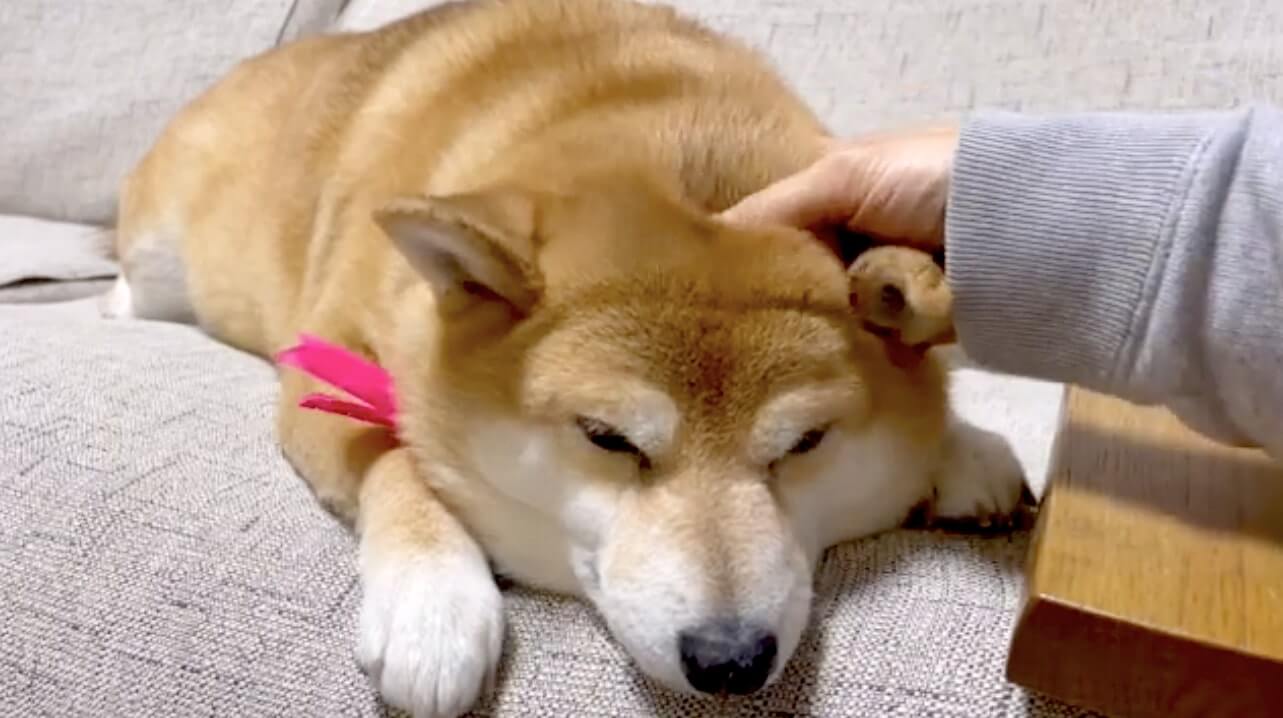 初めて 犬マッサージ を受ける柴犬さん 気になる反応は 気持ちいいです もっと 動画 21年2月3日 エキサイトニュース