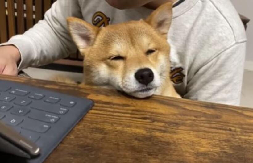 飼い主をベッドにする事に成功です さ 寝ますね したり顔で至福の眠りにつく柴犬さんがあざと可愛い 動画 21年2月13日 エキサイトニュース