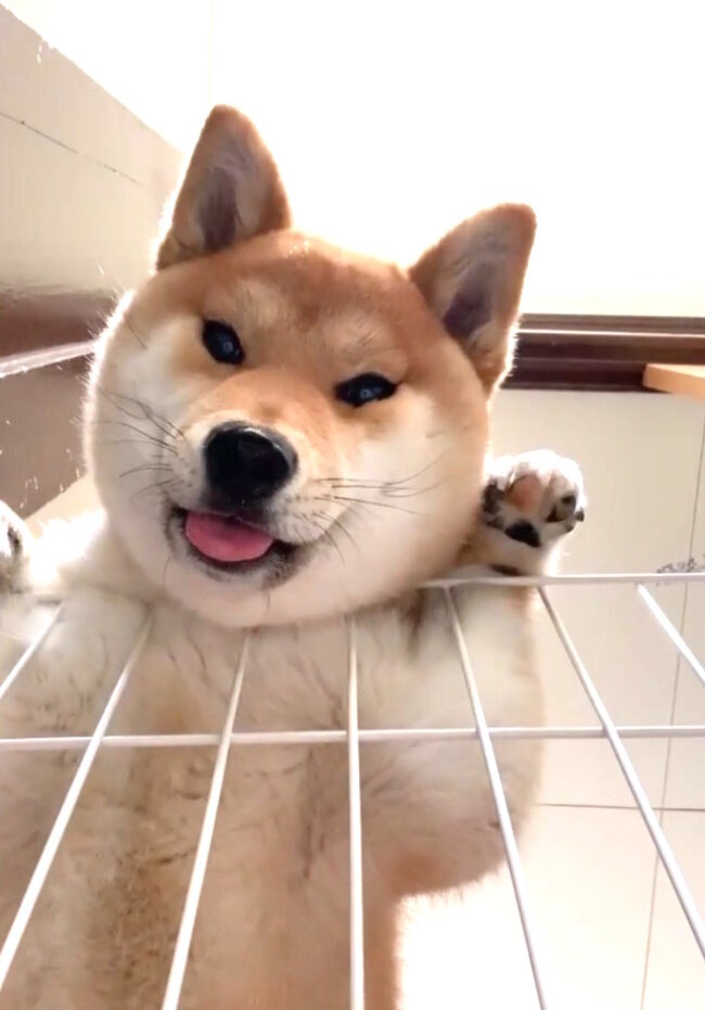 無邪気感マシマシだ ローアングル柴 の可愛さが異常 まん丸でもう食べちゃいたいレベルだった 柴犬動画 21年2月22日 エキサイトニュース