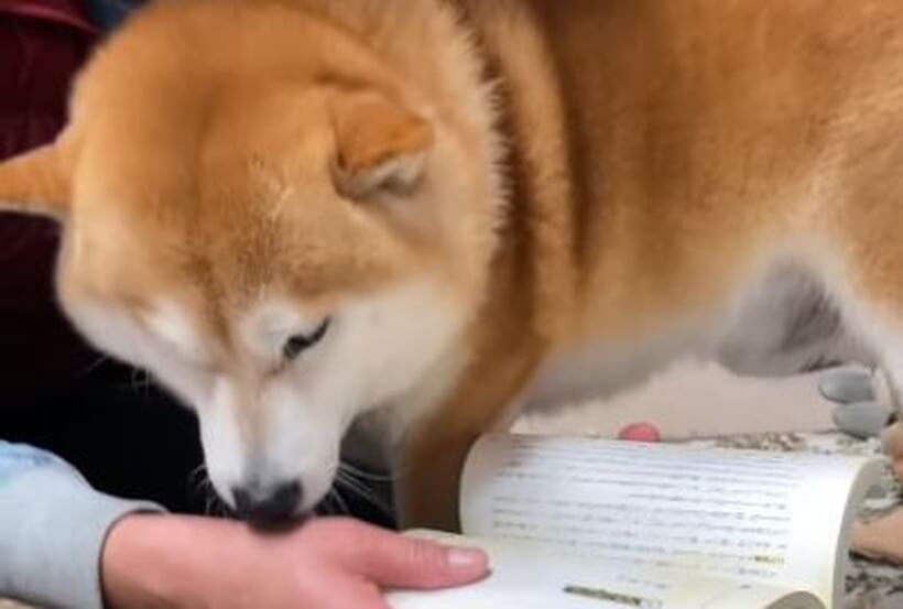 レオパードフラワーブラック 読書して寝落ちする柴犬(^.^) | iuggu.ru