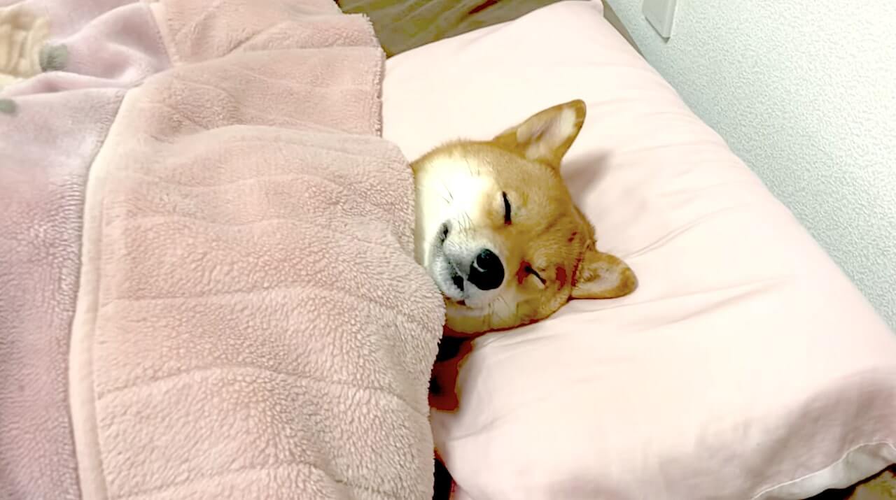 春まで寝ときます Zzz 飼い主の布団で幸せそうにスヨスヨ って 柴犬のフリした人間でしょ マジで 動画 21年3月4日 エキサイトニュース