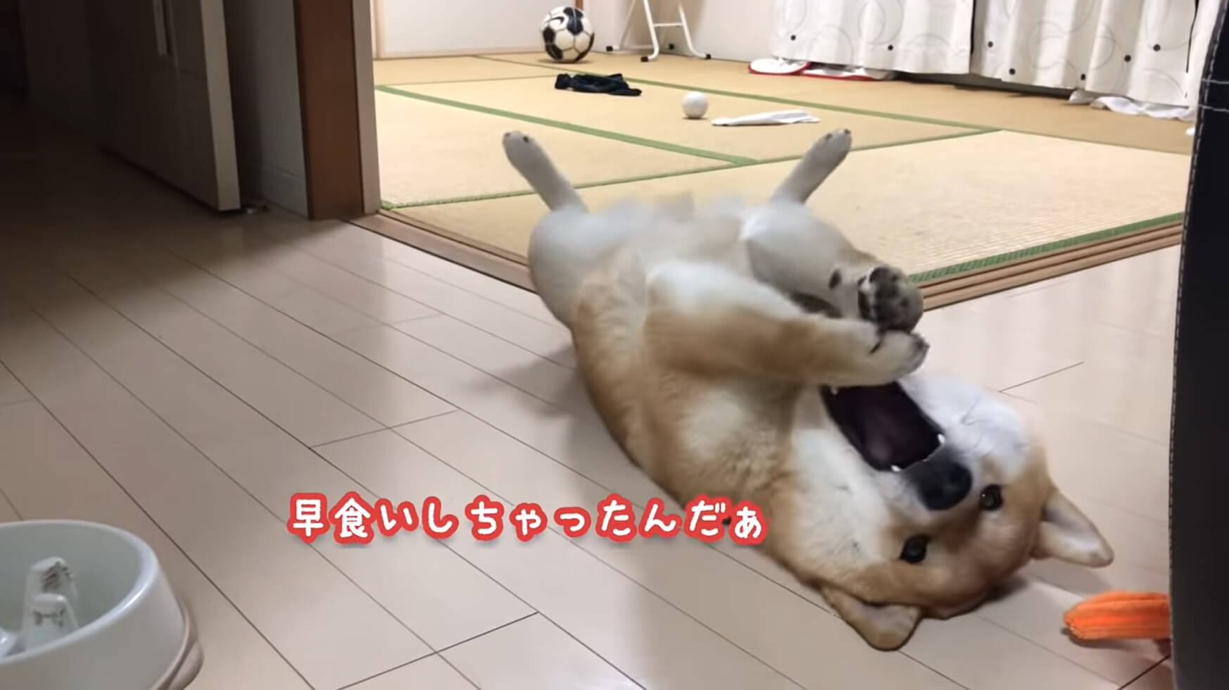 また早食いしちゃった 食後に絶望感を放って転がる柴犬 飼い主をチラ見しちゃっかりおかわり要求中 動画 21年4月10日 エキサイトニュース また早食いしちゃった 食後に絶望感を放って転がる柴犬 飼い主をチラ見しちゃっかりおかわり要求中 動画 21年4月10日 エキサイトニュース