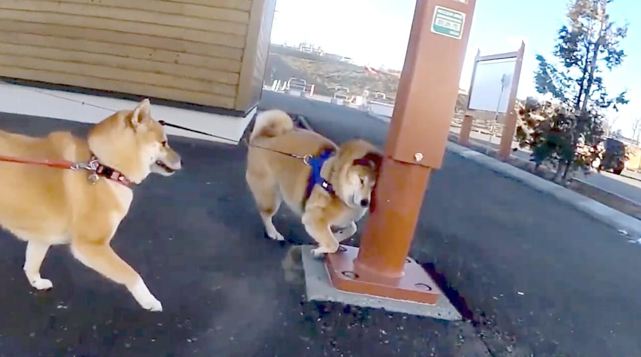 犬も歩けば棒にあたっちゃった よそ見して大胆に ゴチン した柴犬さんのうっかり事件にほのぼの 動画 21年4月23日 エキサイトニュース