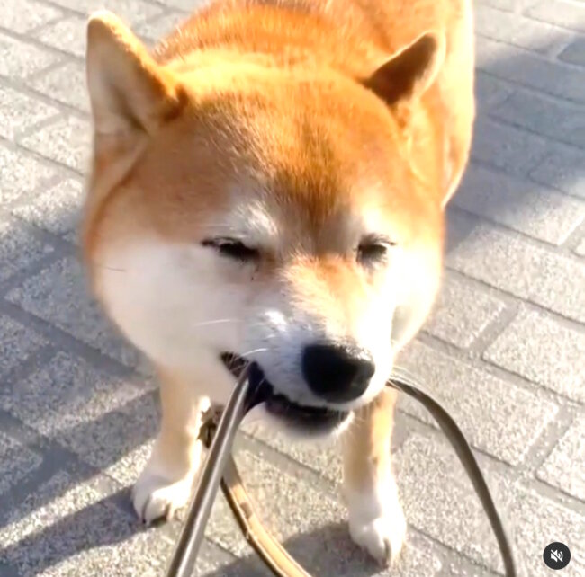 ヤダな エヘヘ とても可愛いお顔で帰宅拒否中の柴犬さん 相変わらず彼らは家に帰りたくないらしい 動画 21年5月12日 エキサイトニュース