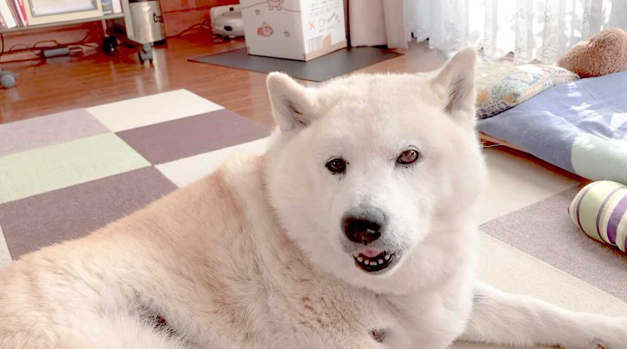 床でゴロゴロ中 飼い主にジャンプを求められるも僅かに前足を浮かせ ヨシ とした柴犬さんが超可愛い 動画 21年6月日 エキサイトニュース