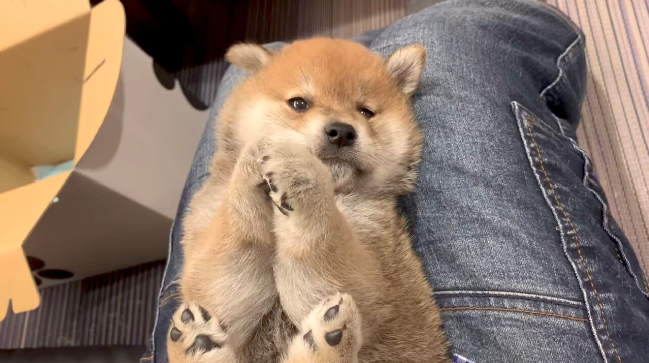 お父さんがお昼寝中にあるモノを見つけた犬 遊び道具だと思ってくわえてみたら コラ画像を超えたリアルに 18年9月19日 エキサイトニュース