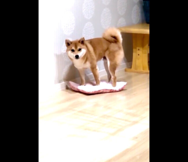 お父さんがお昼寝中にあるモノを見つけた犬 遊び道具だと思ってくわえてみたら コラ画像を超えたリアルに 18年9月19日 エキサイトニュース