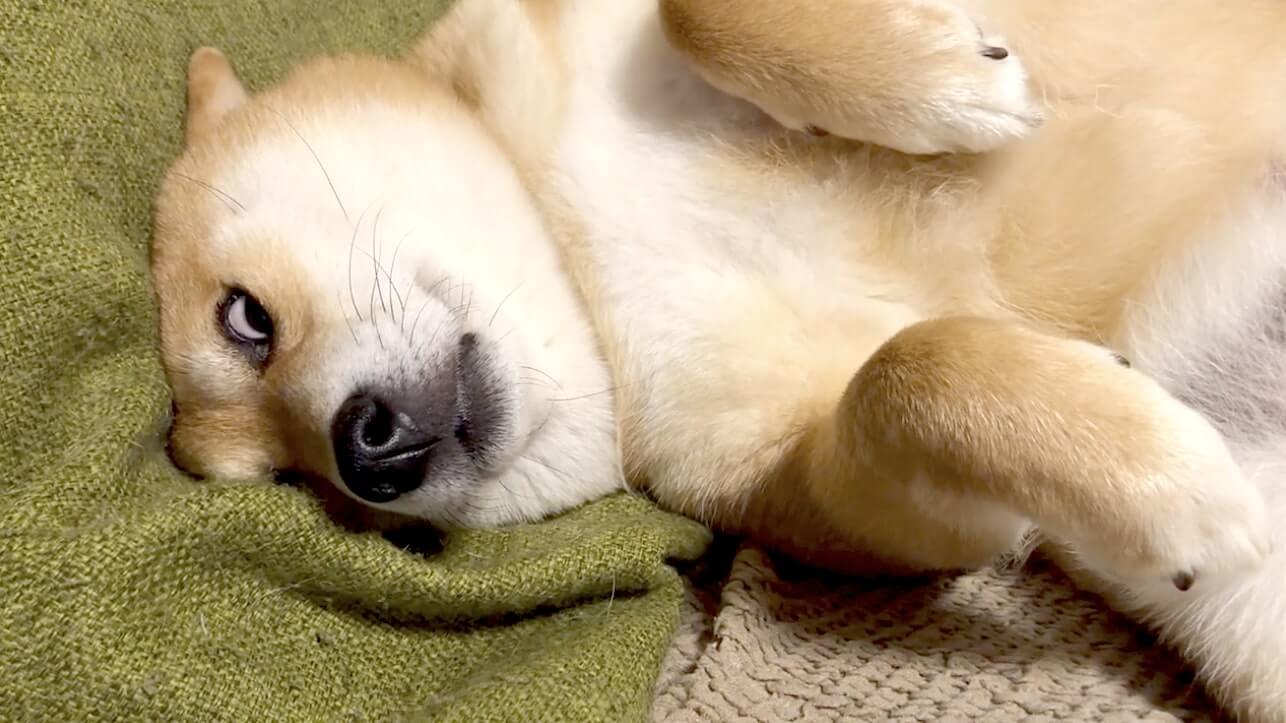 見てはいけない気がした 柴犬のおカワ寝顔にニヤニヤするはずが むしろ程遠いおコワ系だった件 動画 21年7月6日 エキサイトニュース