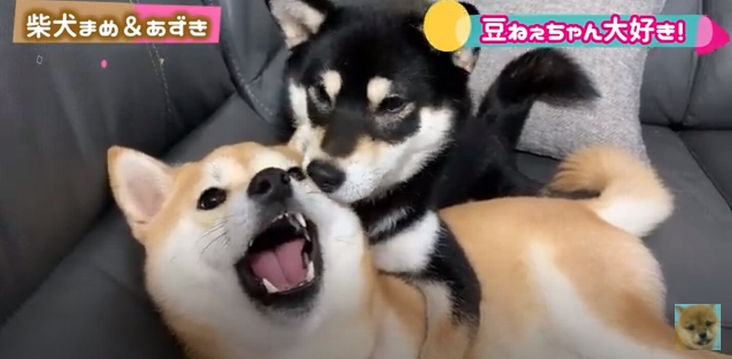 姉柴のことが好きすぎて嫌がられても気にせずしがみつく妹柴犬 この光景 ちょっと可愛いが過ぎる 動画 21年7月6日 エキサイトニュース