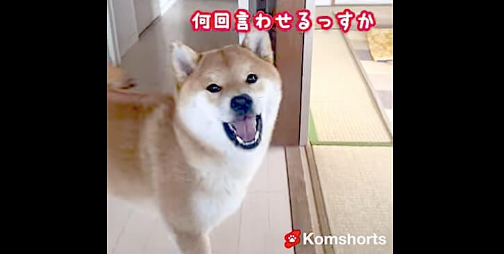 お父さんがお昼寝中にあるモノを見つけた犬 遊び道具だと思ってくわえてみたら コラ画像を超えたリアルに 18年9月19日 エキサイトニュース