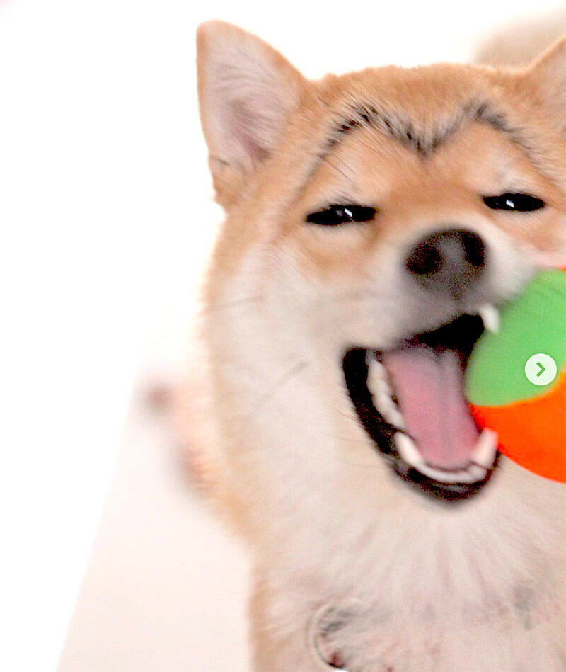 ものすごく良い人そうな感じ 今年も絶賛 カモメ眉 になった柴犬たちが増殖中です 待ってました 21年7月12日 エキサイトニュース