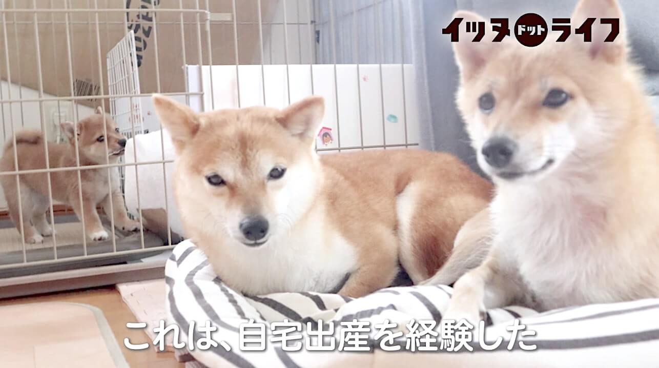 まさに命がけの出産 死産を乗り越え育児に励む柴犬ママ 先立った姉の分まで 生きる 妹柴の姿が胸を打つ 動画 21年7月17日 エキサイトニュース