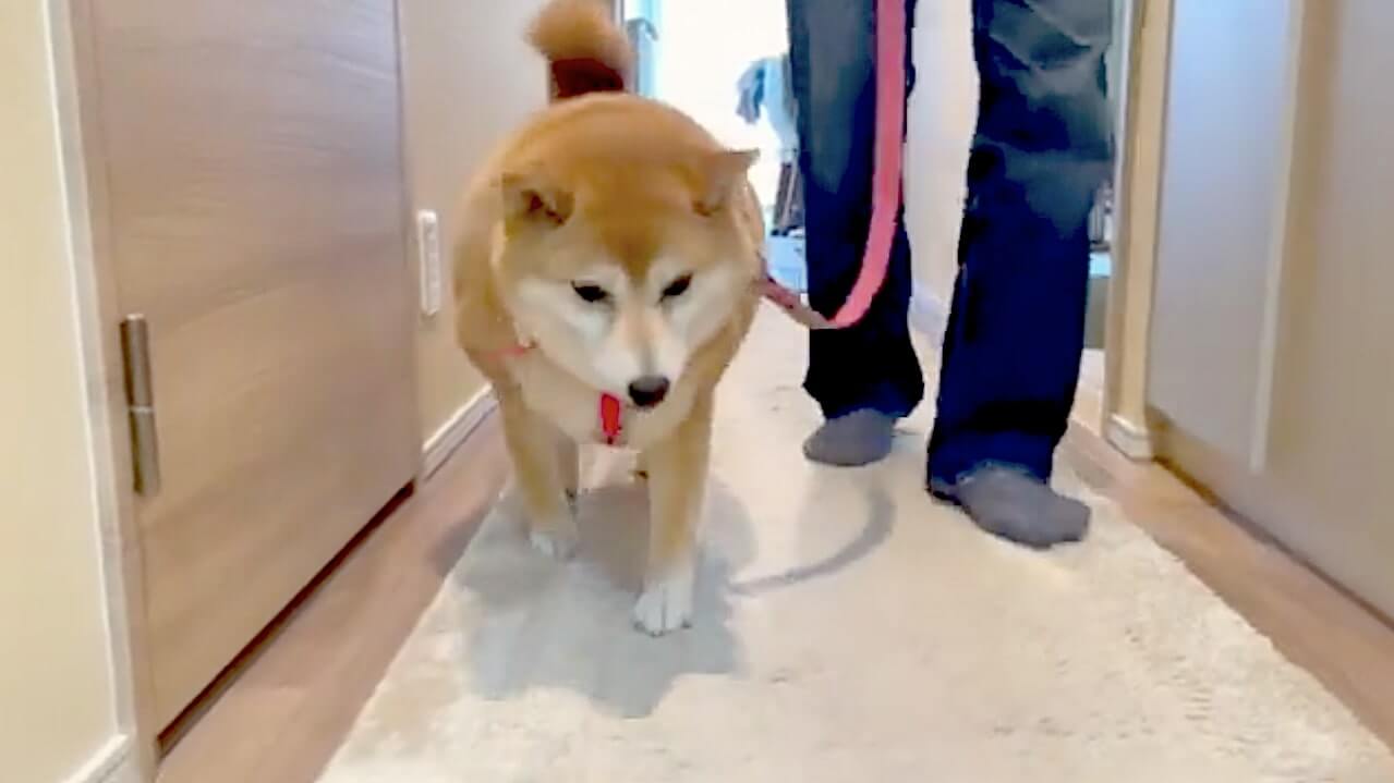 目がうつろ 散歩に対してやる気を沸かすことが出来ない柴犬さんが素直すぎ 動画 21年7月22日 エキサイトニュース