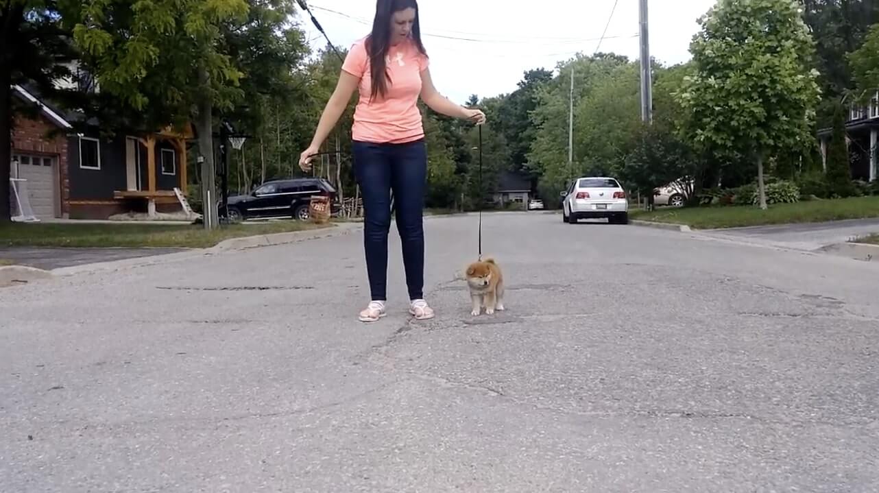 グッ 世界一可愛いイヤイヤさんで確定 柴犬赤ちゃんがささやかに拒否犬してる姿がたまらんことに 動画 21年8月17日 エキサイトニュース グッ 世界一可愛いイヤイヤさんで確定 柴犬赤ちゃんがささやかに拒否犬してる姿がたまらんことに 動画 21年8月17日 エキサイトニュース
