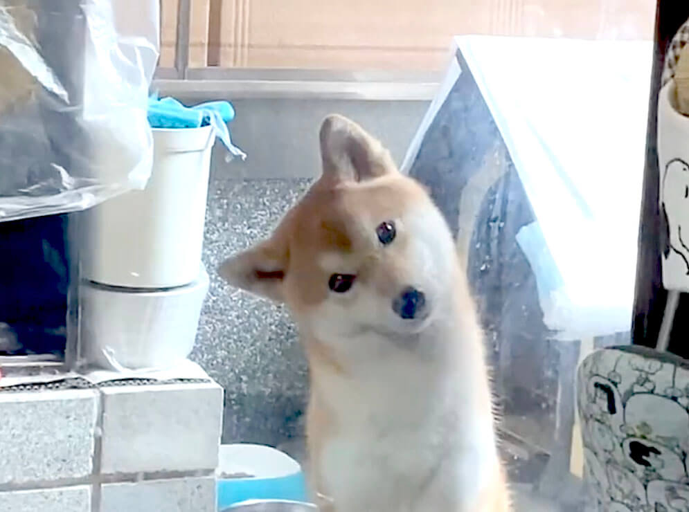 飼い主さんの歌声を聴き ありえない角度まで首を傾げ続け 画面から消えてった柴犬さんが可愛すぎた 動画 21年8月19日 エキサイトニュース
