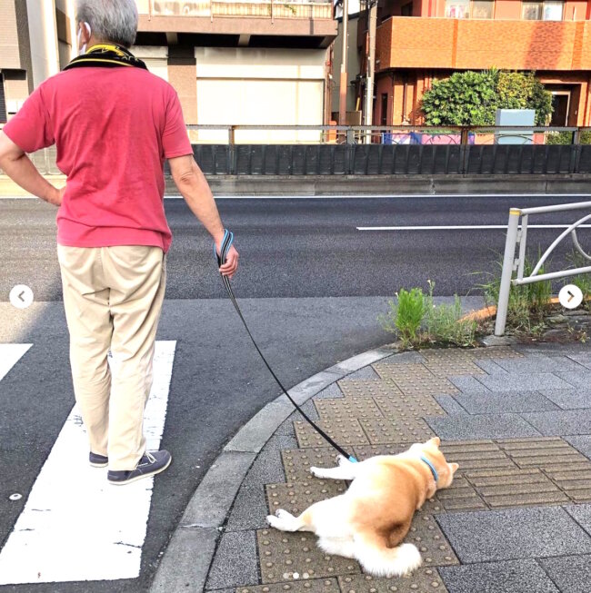 散歩前から拒否する柴犬の おやめなすって 感 スマートかつ粋な感じでイヤイヤされるともう勝てる気がしない 21年8月22日 エキサイトニュース