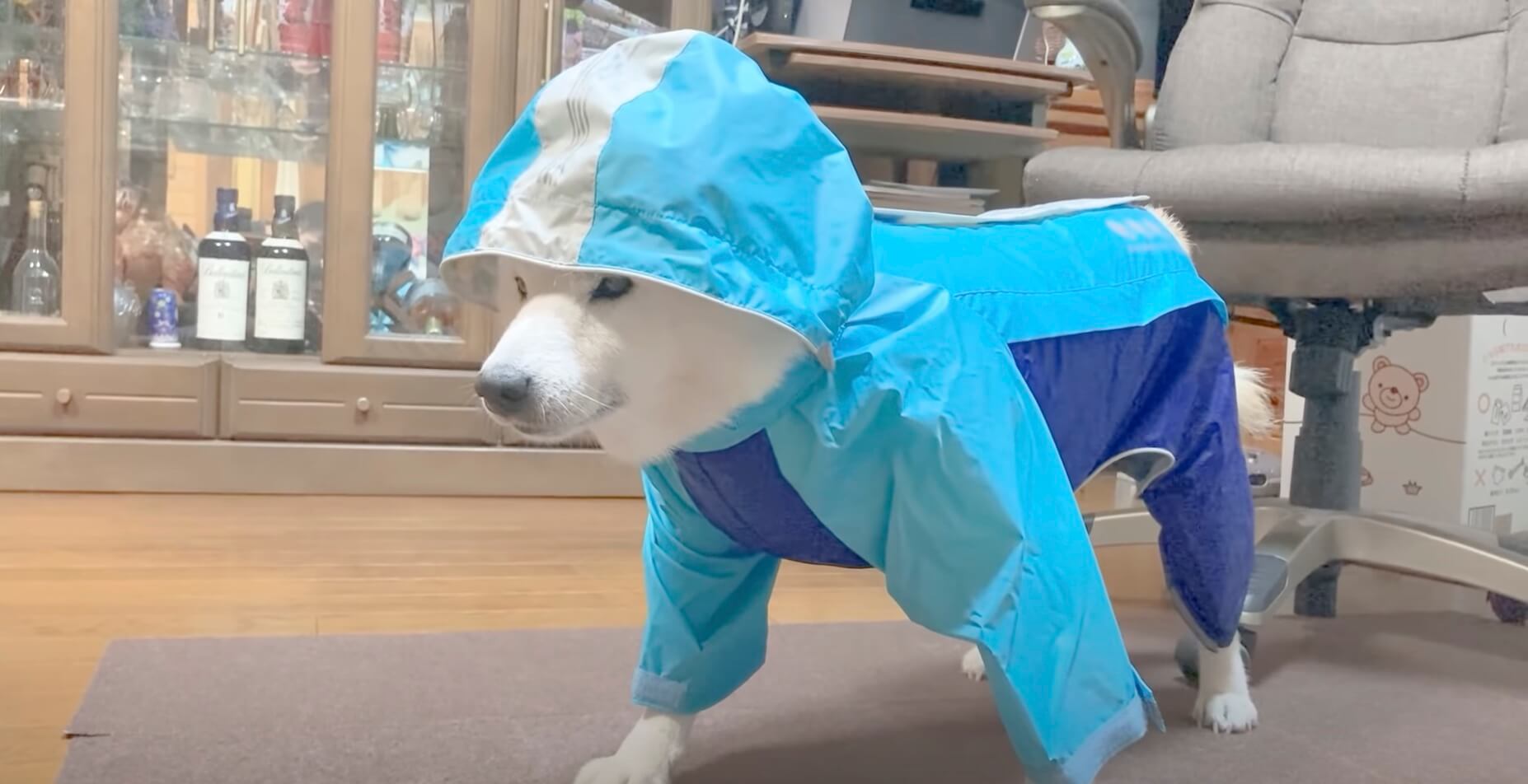 苦手なのに嫌がることなく 淡々とカッパを着せられていく控えめな柴犬さんが可愛い 動画 21年9月2日 エキサイトニュース