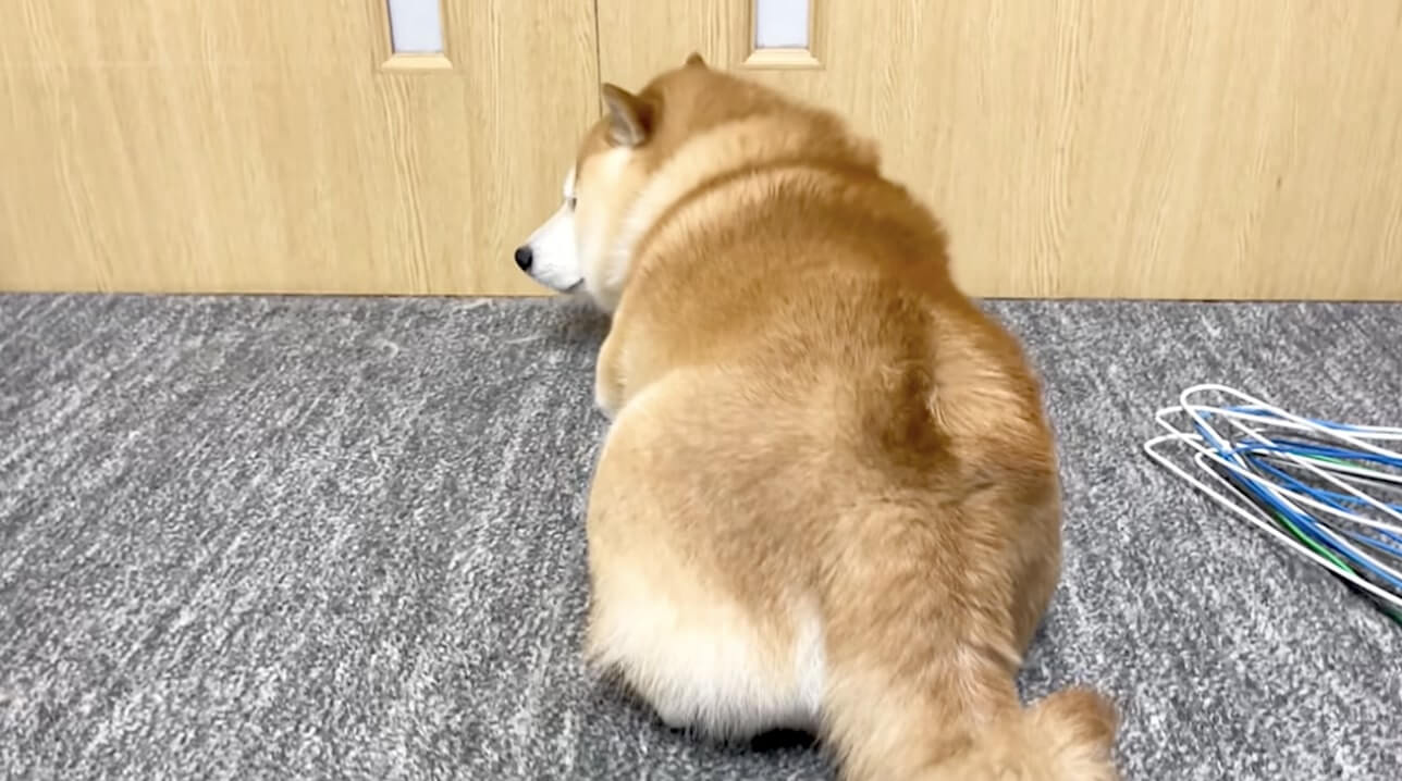 嬉しすぎて倍速みたいな動きしてた柴犬が拗ねるとコレ のっそぉ と振り向くギャップに笑った 動画 21年8月26日 エキサイトニュース