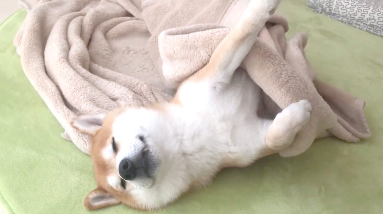毛布からピーンと突き出た前足 変なポーズで昼寝中の柴犬さん 足だけでもう可愛い 動画 2021年9月10日 エキサイトニュース